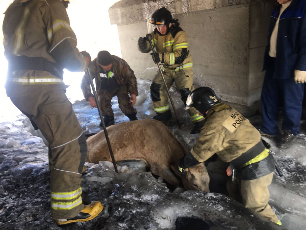 Застрявшую во льду корову спасли в Усть-Куте