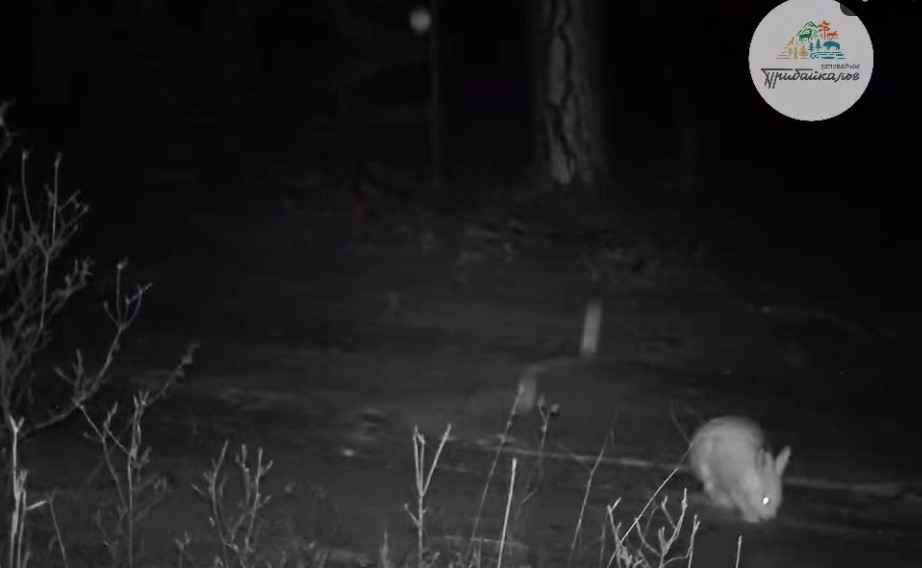 Парад зверей. Лиса, волк и заяц попались в одну фотоловушку на Байкале