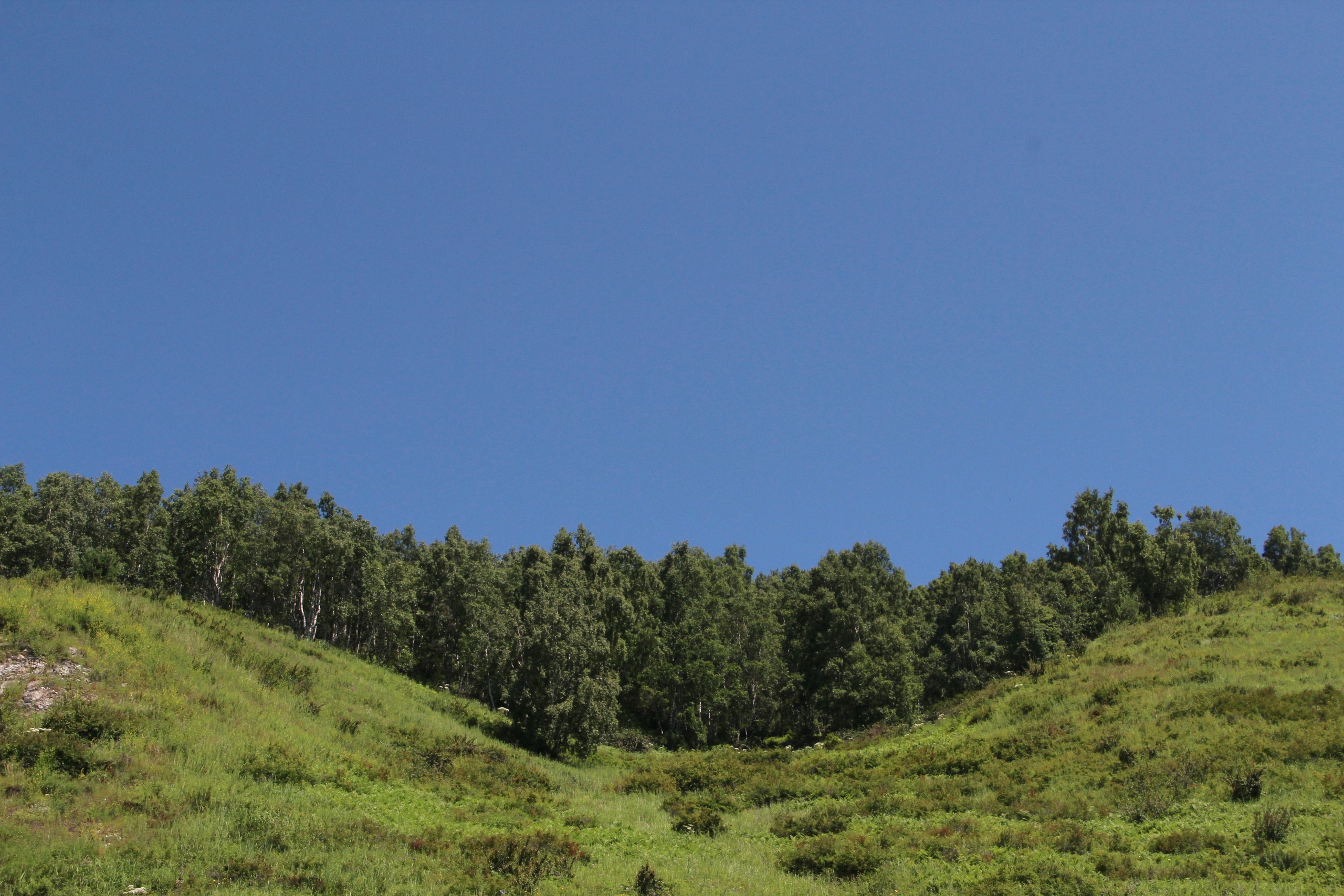 Зеленый пояс вокруг Иркутска стал больше - минприроды и Заксобрание Приангарья