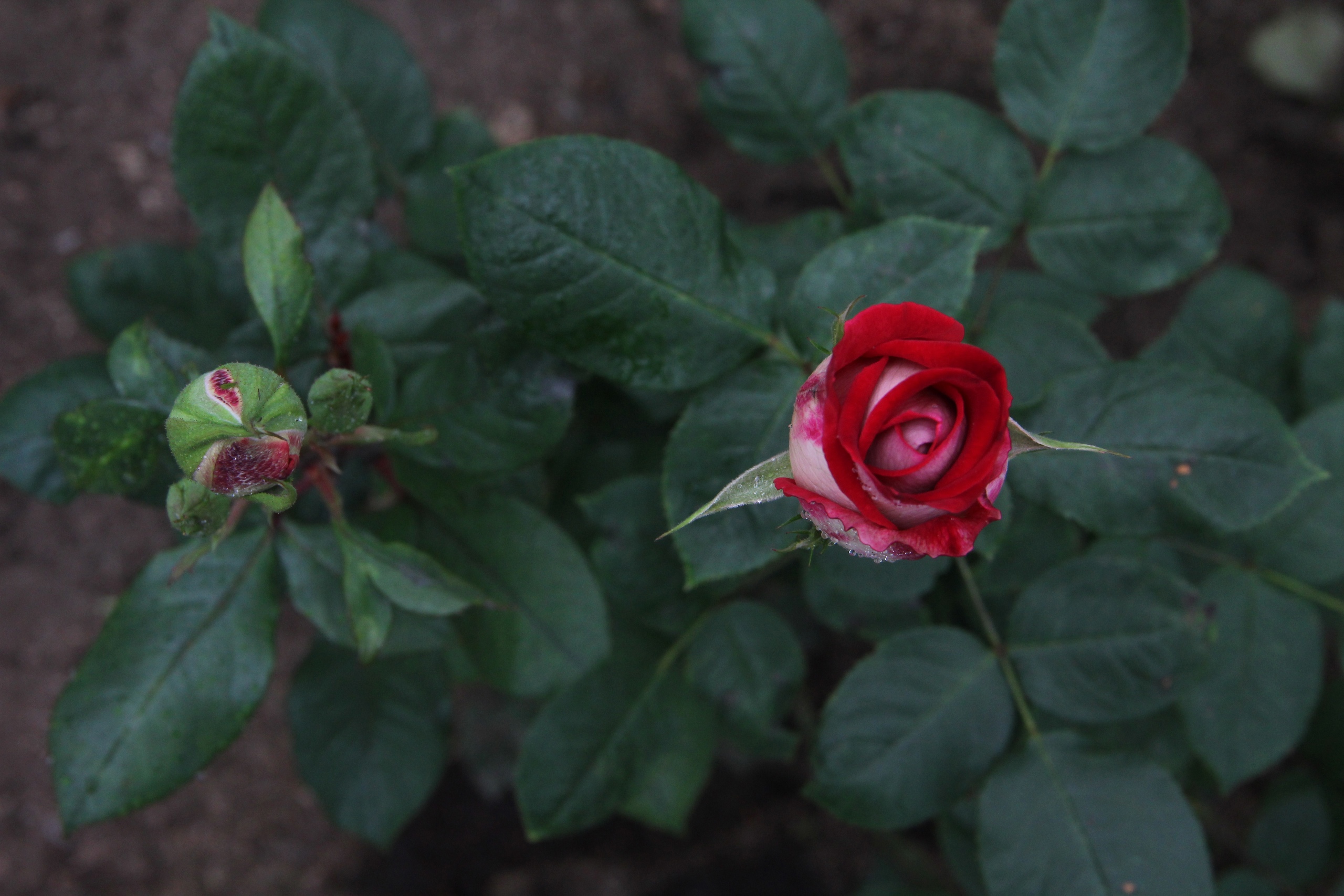 Житель Курска продал усольчанину несуществующие цветы