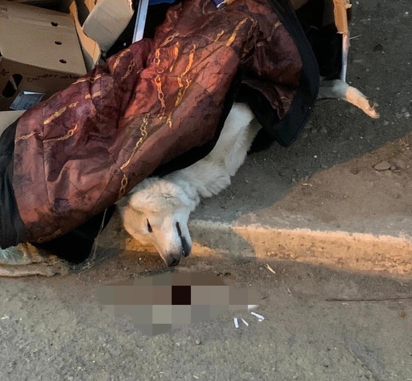 Жители Академгородка сообщили об убийстве дворовой собаки и пропаже еще нескольких псов