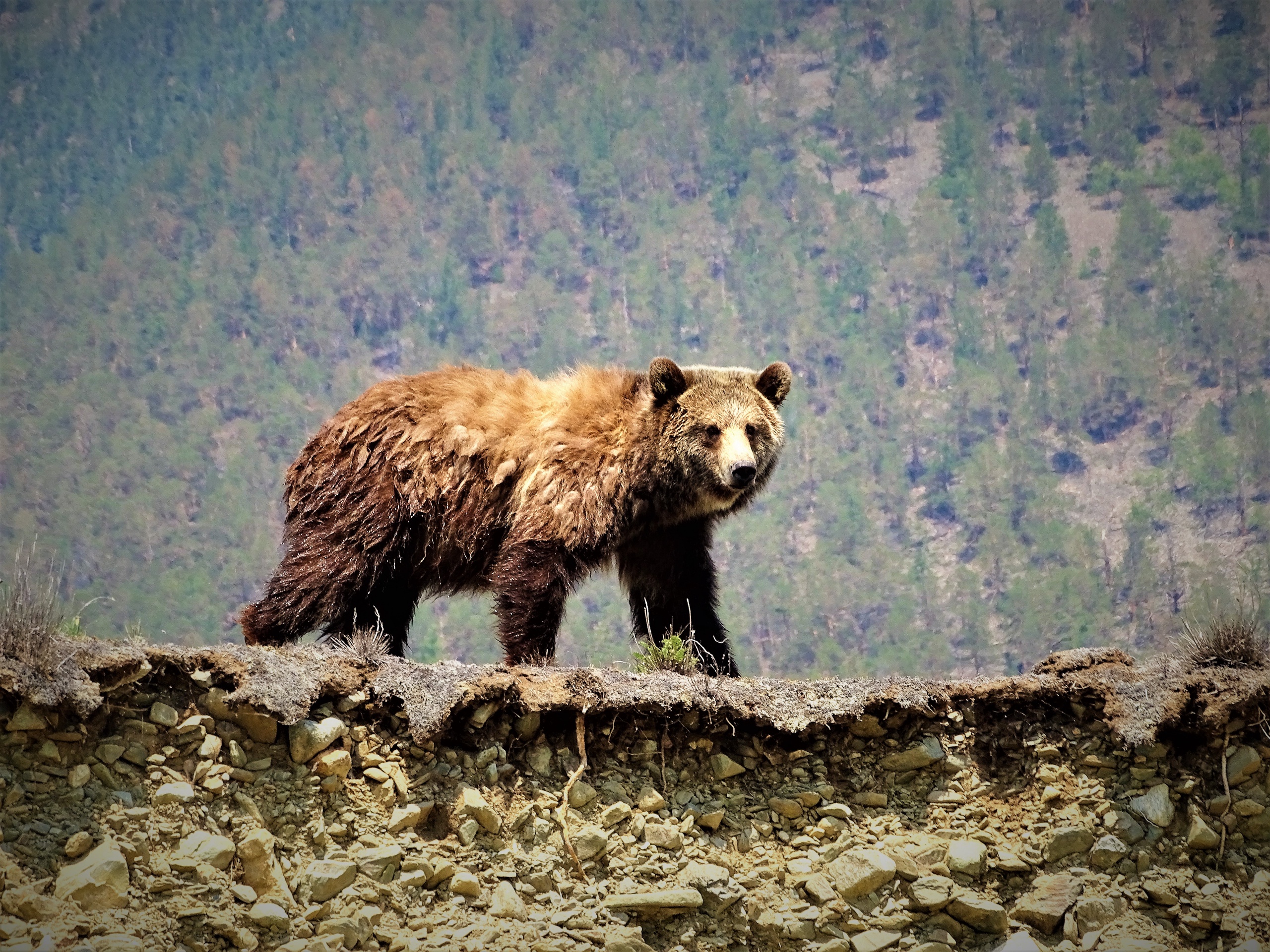 Медведь напугал жителей деревни в Черемховском районе
